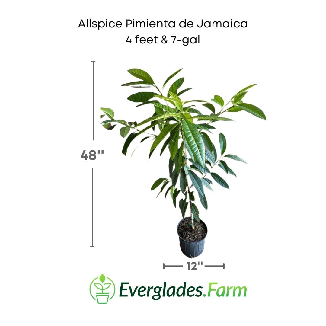 Allspice Pimienta de Jamaica Tree 103-Pine Island Nursery 4 feet & 7-gal