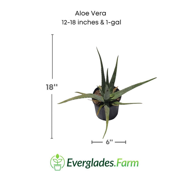 aloe vera plant florida Aloe Vera Plant - For Sale