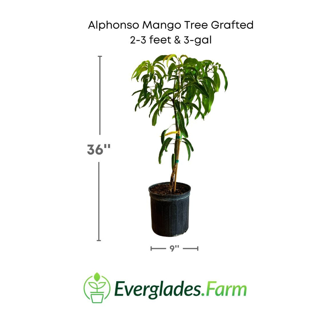 Alphonso Mango Tree Grafted Fruit Trees 102-Zill High Performance Plants 2-3 feet & 3-gal