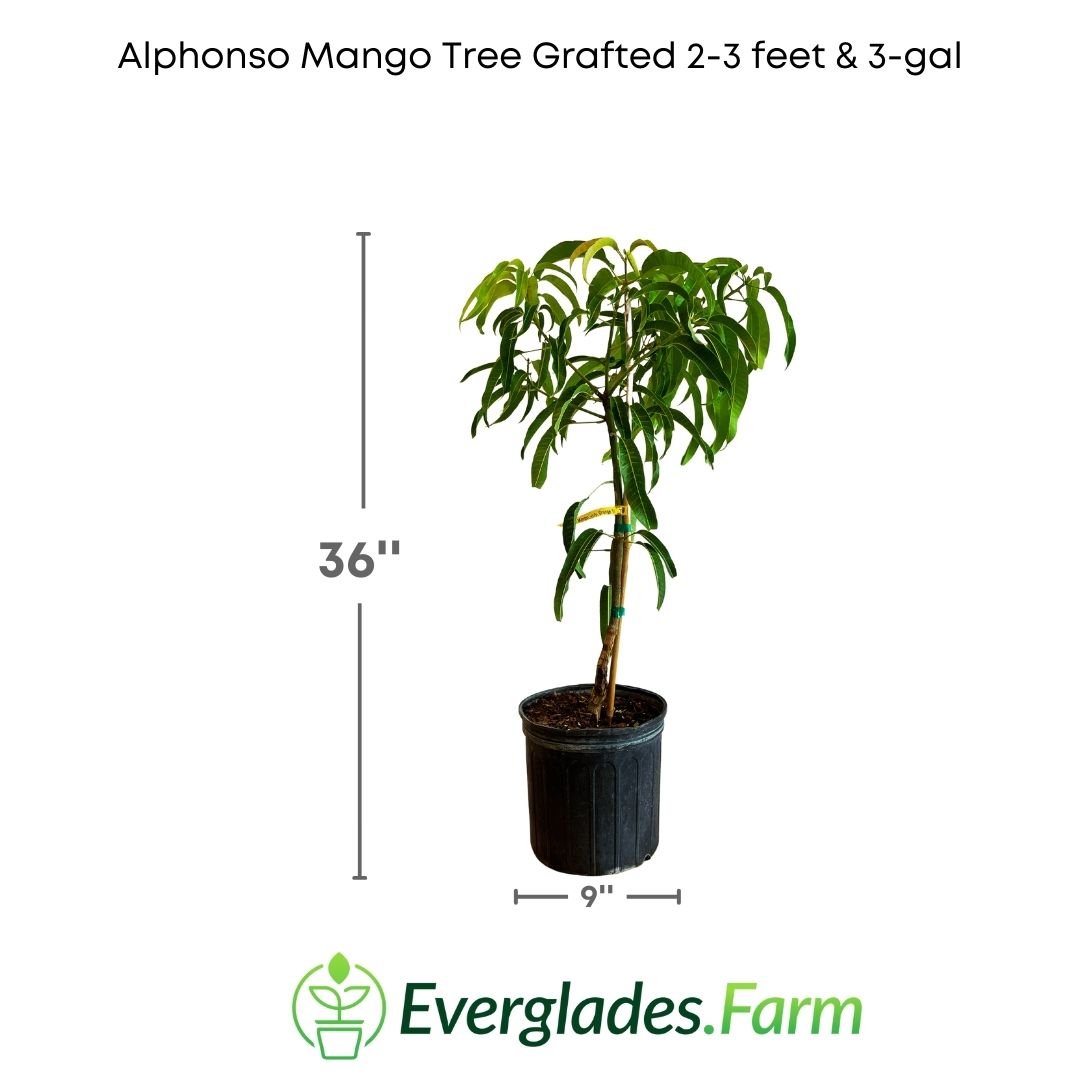 It shows us a young Alphonso mango plant, barely reaching 3 feet in height.