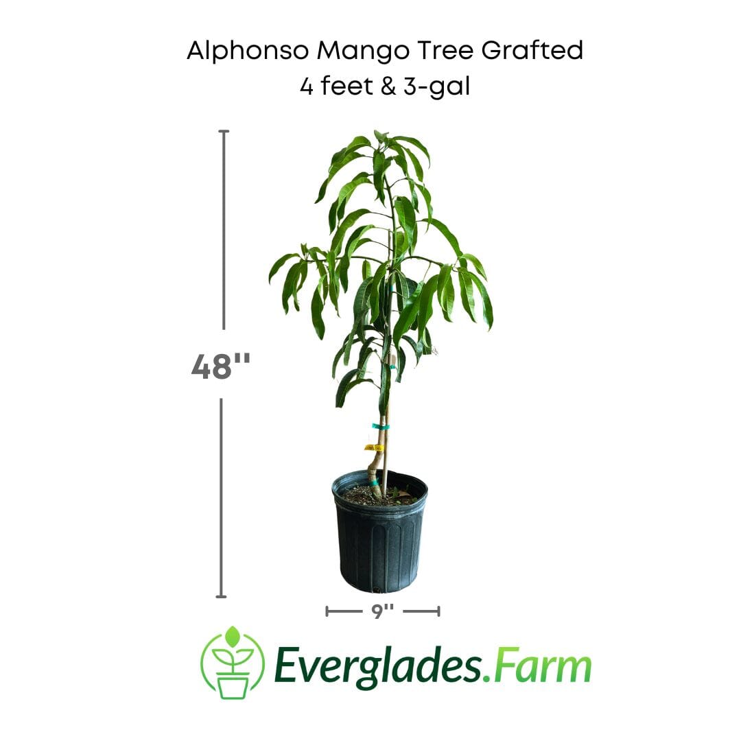 Alphonso Mango Tree Grafted Fruit Trees 102-Zill High Performance Plants 4 feet & 3-gal