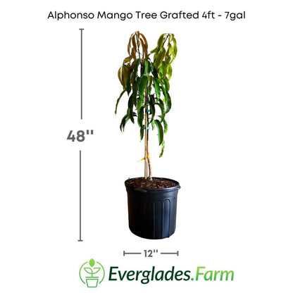 The grafted Alphonso mango tree is a marvel that combines beauty and productivity. Its exquisite flavor and aroma, achieved through careful grafting processes, make it a culinary treasure.