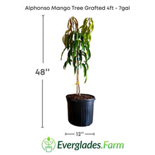 Load image into Gallery viewer, The grafted Alphonso mango tree is a marvel that combines beauty and productivity. Its exquisite flavor and aroma, achieved through careful grafting processes, make it a culinary treasure.
