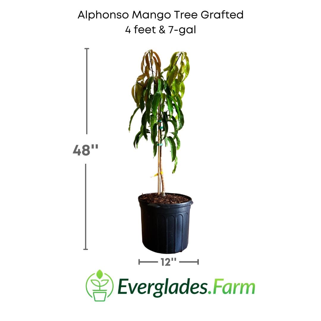Alphonso Mango Tree Grafted Fruit Trees 102-Zill High Performance Plants 4 feet & 7-gal