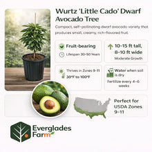 Wurtz or Little Cado Dwarf Avocado Tree