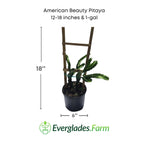American Beauty Pitaya, Dragon Fruit Red Fruit Trees 123-Holmberg Farms, Inc. 12-18 inches & 1-gal 