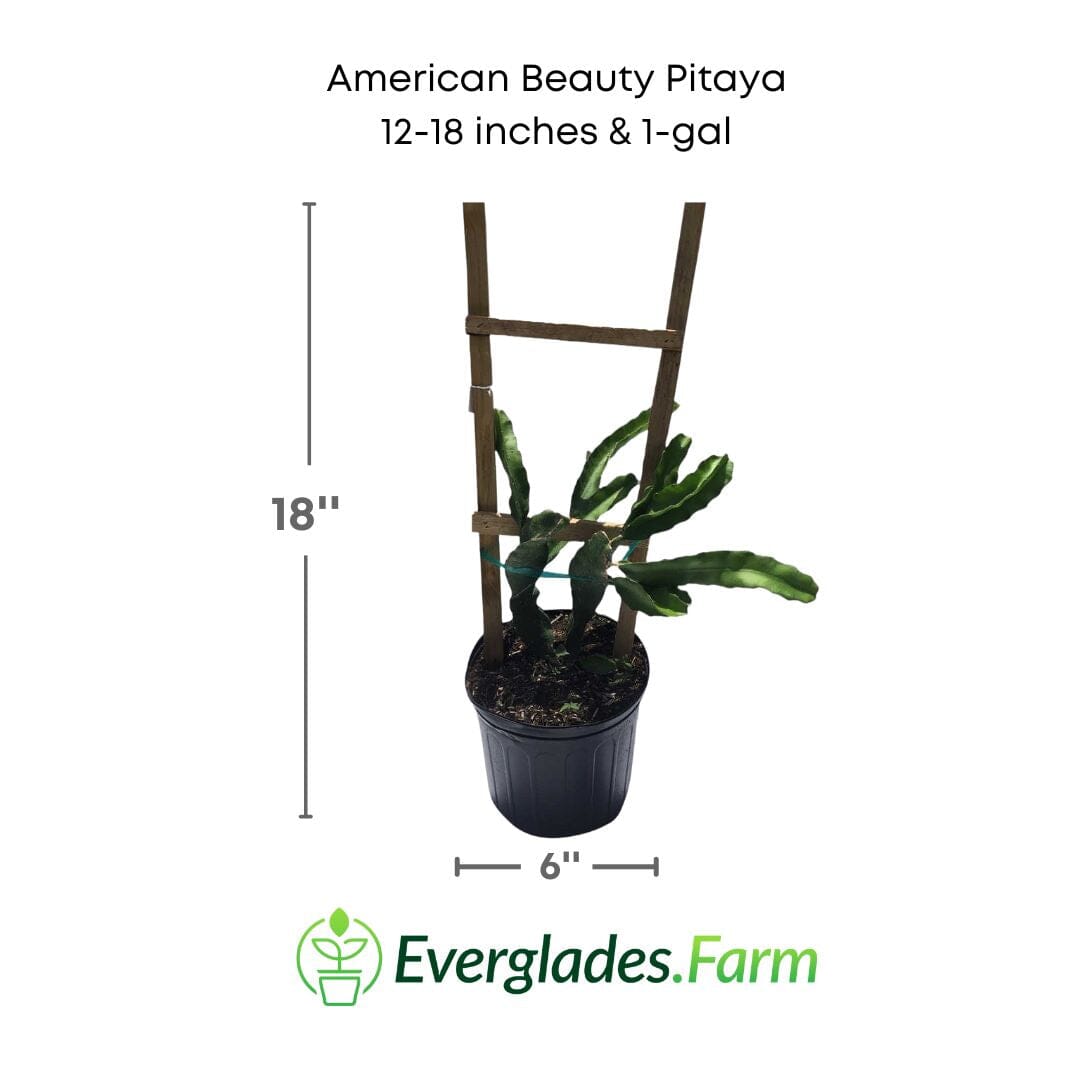 American Beauty Pitaya, Dragon Fruit Red Fruit Trees 123-Holmberg Farms, Inc. 12-18 inches & 1-gal 