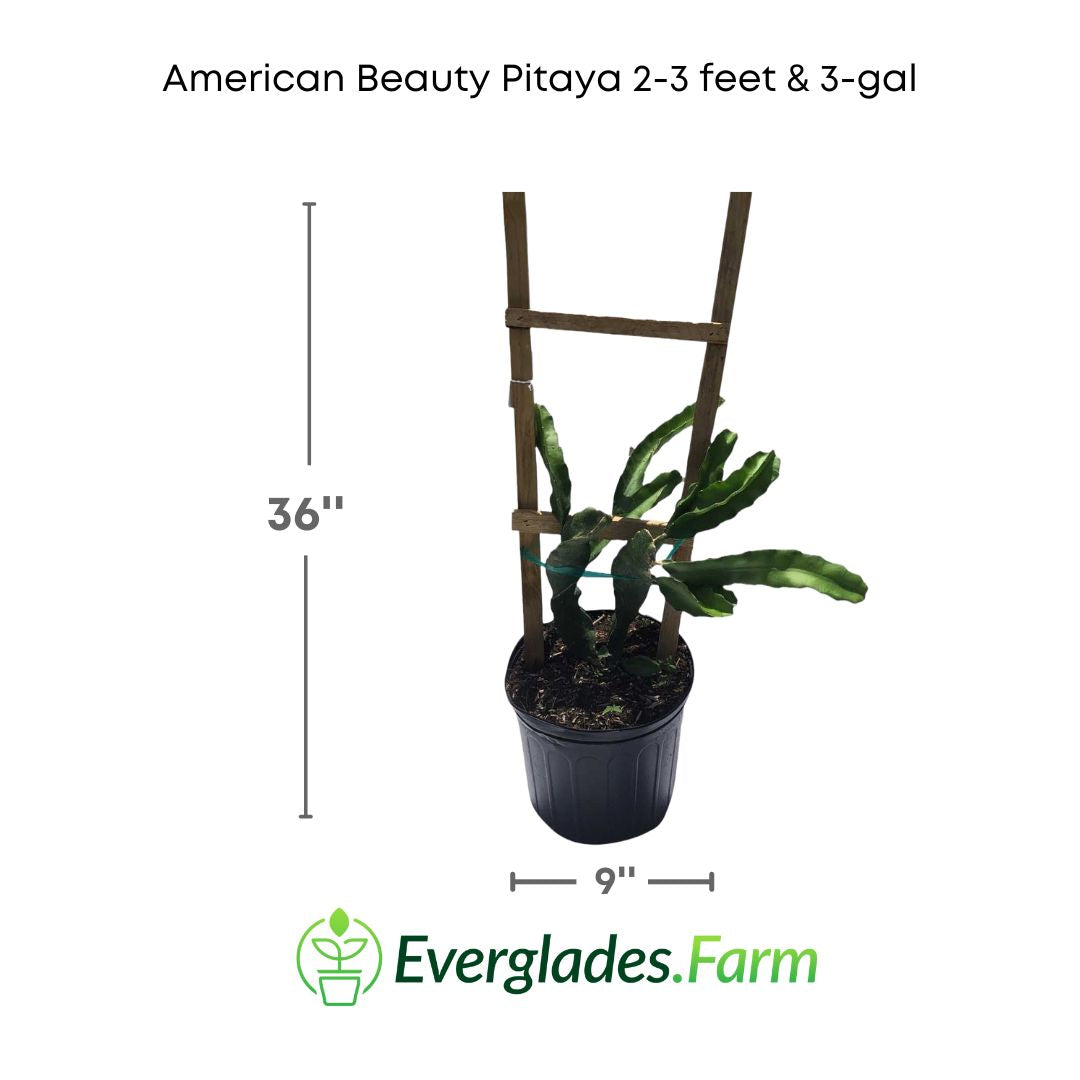 american beauty pitaya plant in 3 gallon pot