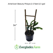 American Beauty Pitaya, Dragon Fruit Red Fruit Trees 123-Holmberg Farms, Inc. 2-3 feet & 3-gal 
