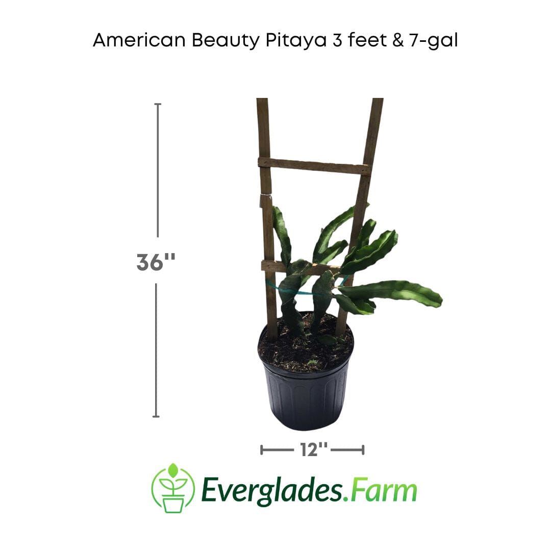 American Beauty Pitaya, Dragon Fruit Red Fruit Trees 123-Holmberg Farms, Inc. 3 feet & 7-gal 
