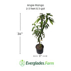 Angie Mango Tree, Grafted Fruit Trees 100-Carlos Tropical Fruits 12-18 inches & 1-gal 