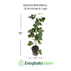 Apache Blackberry, Summer Bearing, Thornless, Plant 103-Pine Island Nursery 12-18 inches & 1-gal 