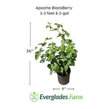 Apache Blackberry, Summer Bearing, Thornless, Plant 103-Pine Island Nursery 2-3 feet & 3-gal 