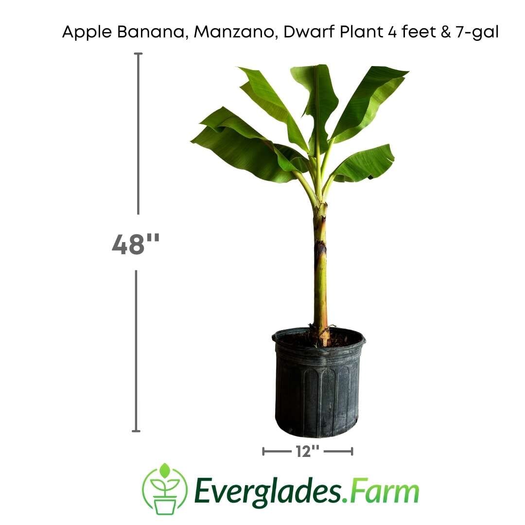 Apple Banana, Manzano, Dwarf Plant Everglades Farm 4 feet & 7-gal 
