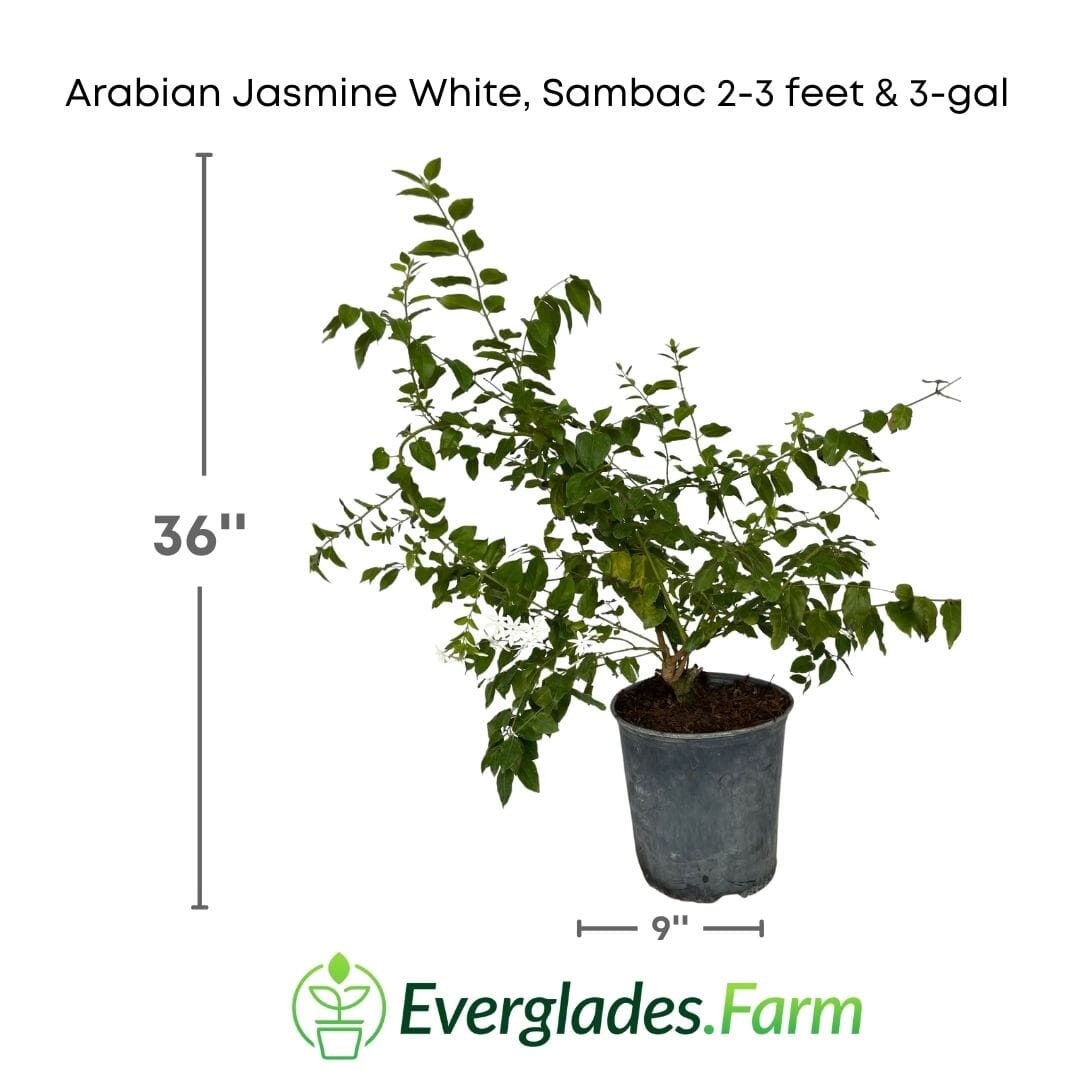 Arabian Jasmine White, Sambac 130-Casey's Corner Nursery 2-3 feet & 3-gal 