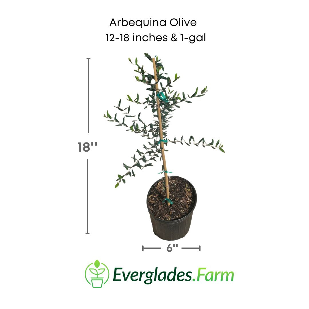 arbequina olive plant in a 1 gallon pot