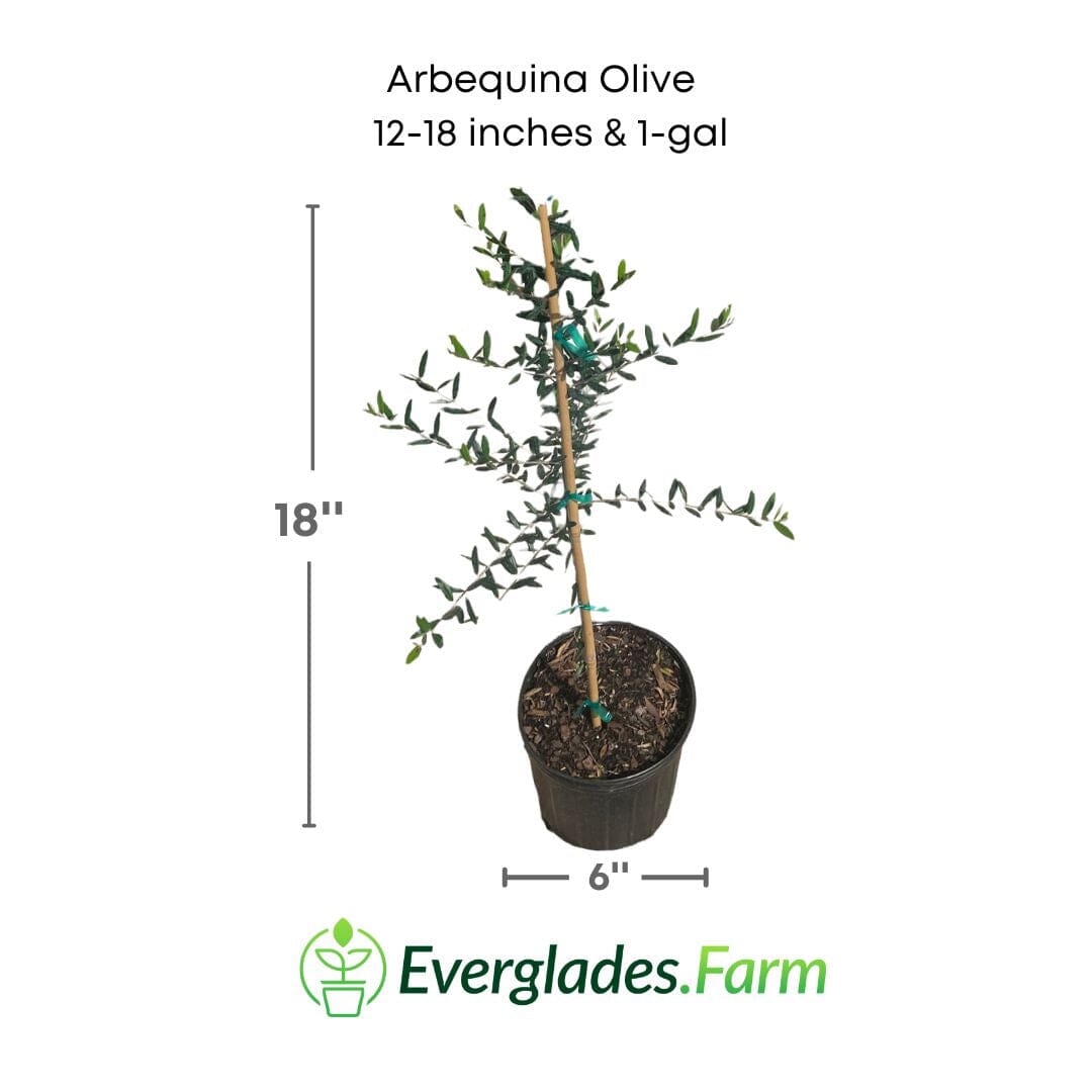 Arbequina Olive Tree, Semi-Dwarf 103-Pine Island Nursery 12-18 inches & 1-gal 