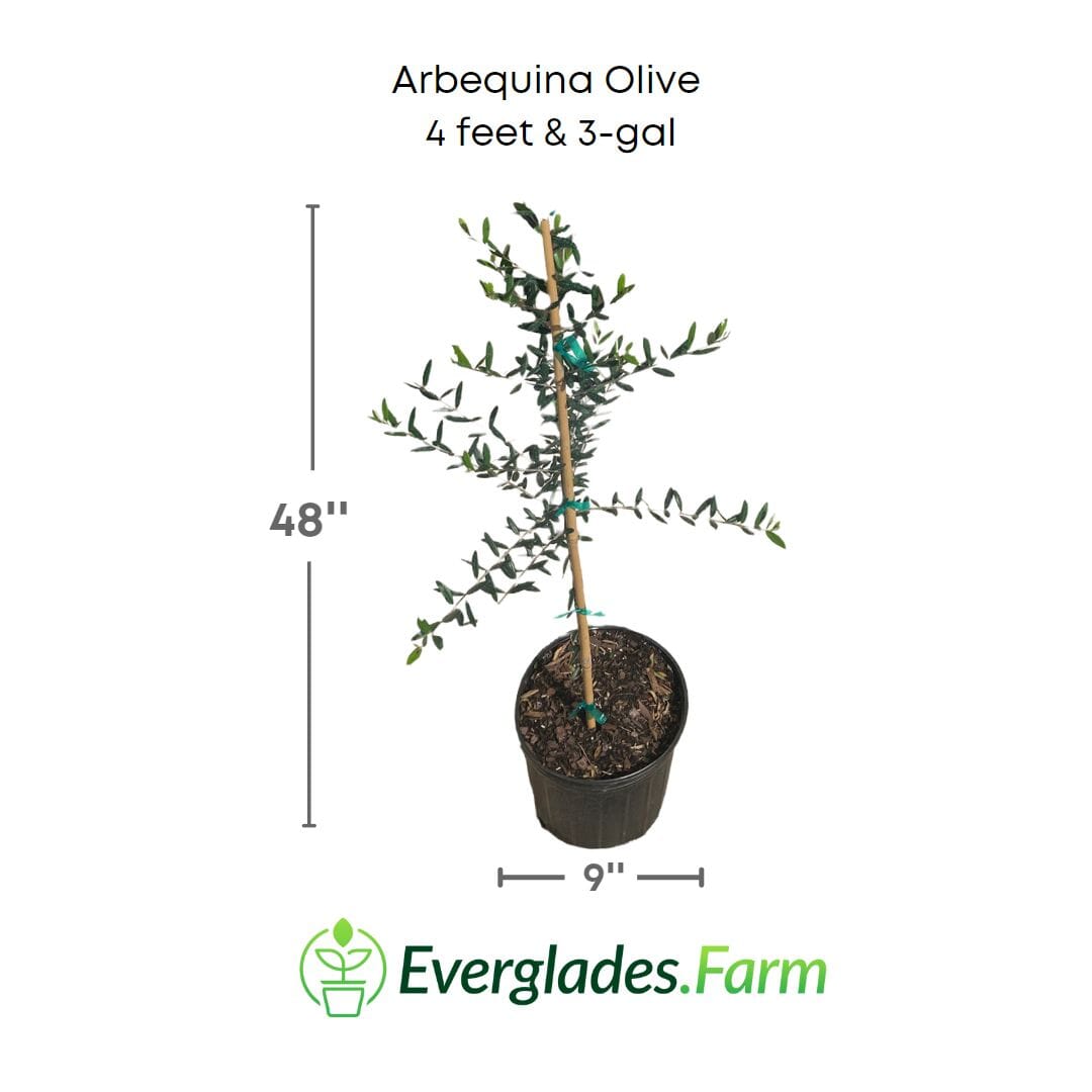 Arbequina Olive Tree, Semi-Dwarf 103-Pine Island Nursery 4 feet & 3-gal 