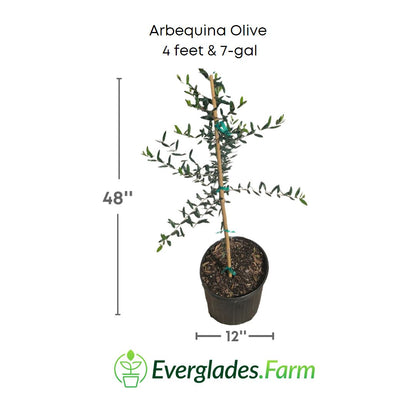 arebequina olive plant in 7 gallon pot