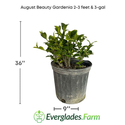 The August Beauty Gardenia shrub, renowned for its exquisite white flowers, is a delightful choice for enhancing gardens and landscapes. Scientifically known as Gardenia jasminoides 'August Beauty,' this perennial shrub is valued for its fragrant flowers and glossy dark green foliage.