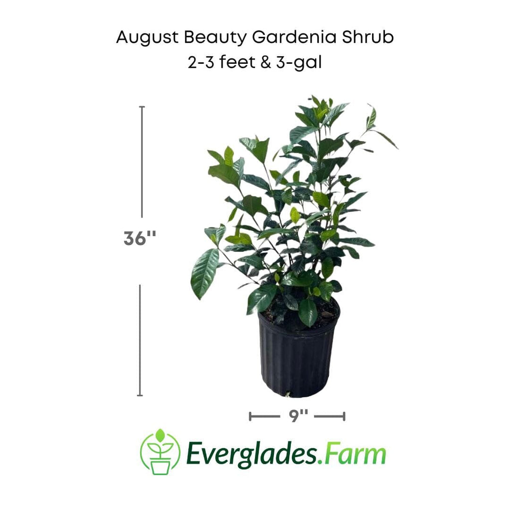 August Beauty Gardenia Shrub white flower 130-Casey's Corner Nursery 2-3 feet & 3-gal
