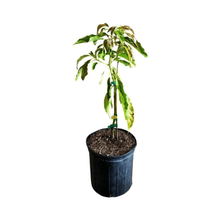 Winter Mexican Avocado Tree, Grafted Fruit Trees 110-Guacalina Nursery & Broker 4 feet & 3-gal 