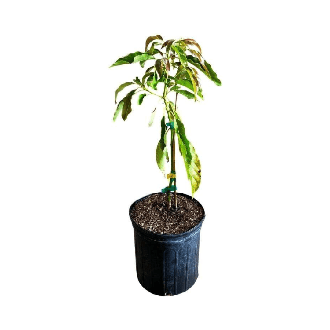 Winter Mexican Avocado Tree, Grafted Fruit Trees 110-Guacalina Nursery & Broker 4 feet & 3-gal 
