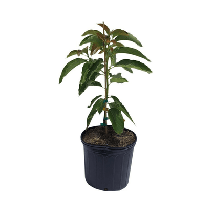 Monroe Avocado Tree, Grafted Fruit Trees 100-Carlos Tropical Fruits 24-30 inches & 1-gal 
