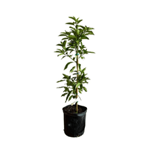 Monroe Avocado Tree, Grafted Fruit Trees 100-Carlos Tropical Fruits 