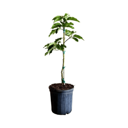 Monroe Avocado Tree, Grafted Fruit Trees 100-Carlos Tropical Fruits 4 feet & 3-gal 