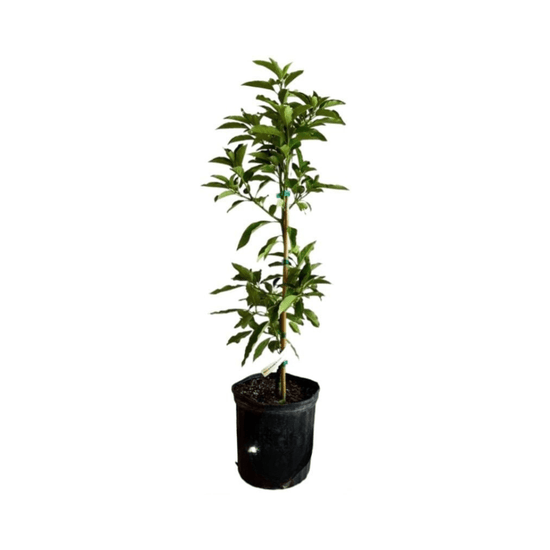 Monero Tree Monroe Avocado Tree, Grafted – Everglades Farm