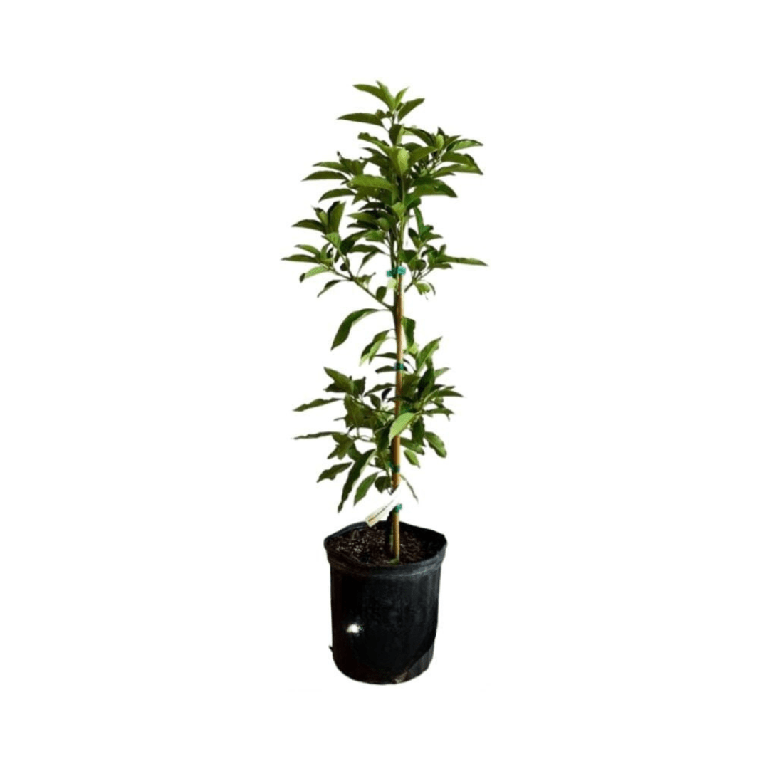 Monroe Avocado Tree, Grafted Fruit Trees 100-Carlos Tropical Fruits 4 feet & 7-gal 