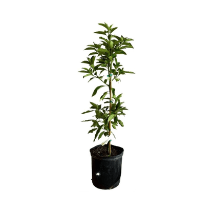 Monroe Avocado Tree, Grafted Fruit Trees 100-Carlos Tropical Fruits 4 feet & 7-gal 