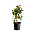 Monroe Avocado Tree, Grafted Fruit Trees 100-Carlos Tropical Fruits 2-3 feet & 3-gal 