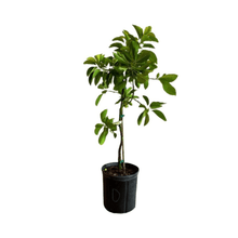 Donnie Avocado Tree Grafted Fruit Trees 100-Carlos Tropical Fruits 2-3 feet & 3-gal 