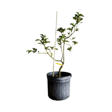 Donnie Avocado Tree Grafted Fruit Trees 100-Carlos Tropical Fruits 4 feet & 7-gal 