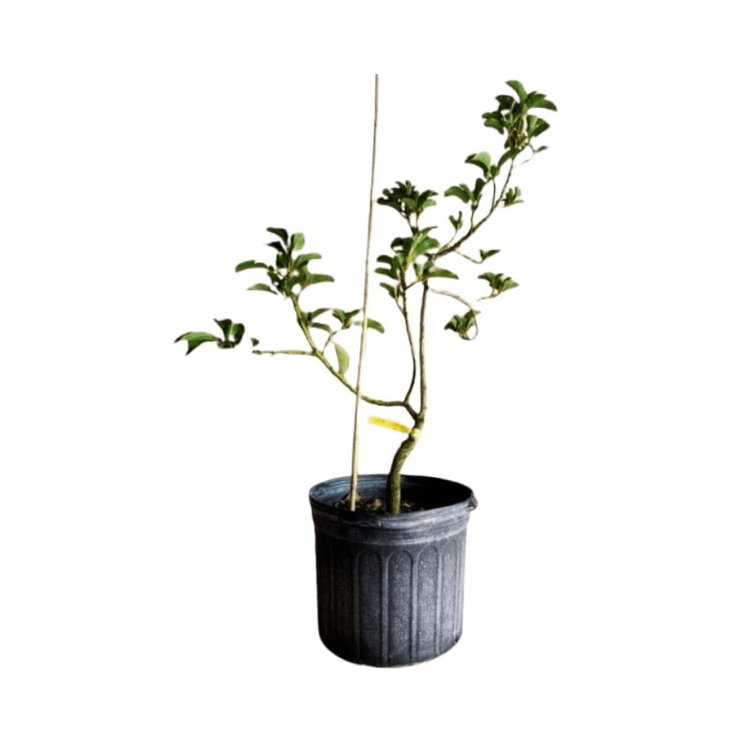 Donnie Avocado Tree Grafted Fruit Trees 100-Carlos Tropical Fruits 4 feet & 7-gal 