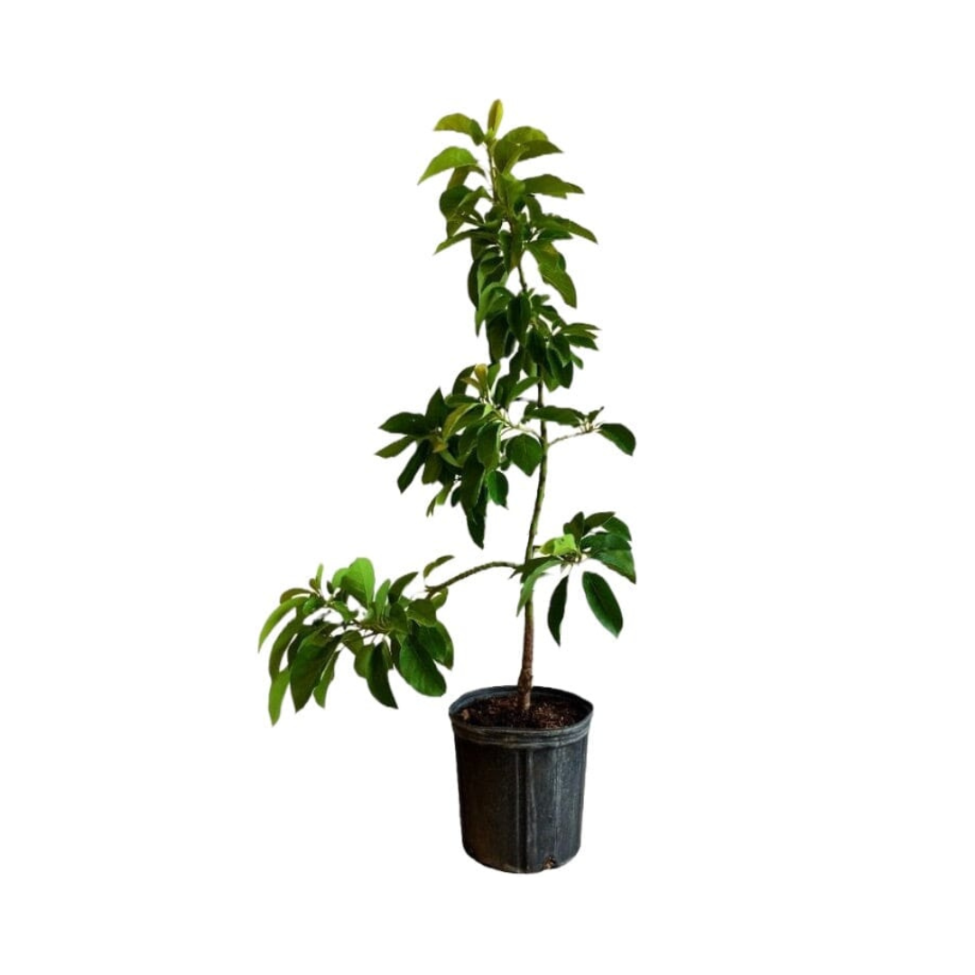 Donnie Avocado Tree Grafted