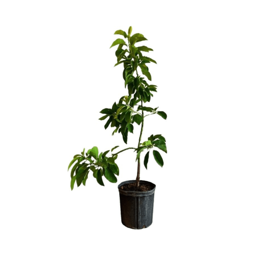 Donnie Avocado Tree Grafted Fruit Trees 100-Carlos Tropical Fruits 4 feet & 3-gal 