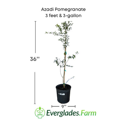 Azadi Pomegranate Tree 118-Agri-Starts Inc 3 feet & 3-gal