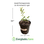 Azadi Pomegranate Tree 118-Agri-Starts Inc 24-30 inches & 1-gal