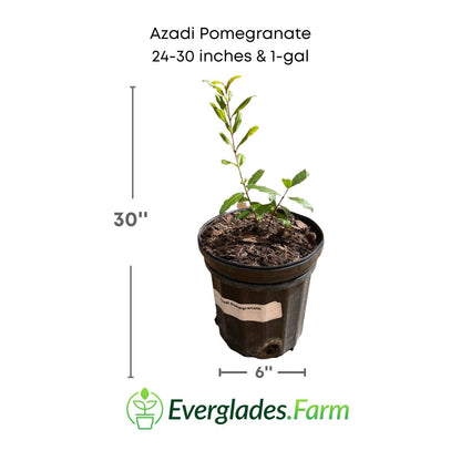 Azadi Pomegranate Tree 118-Agri-Starts Inc 24-30 inches & 1-gal