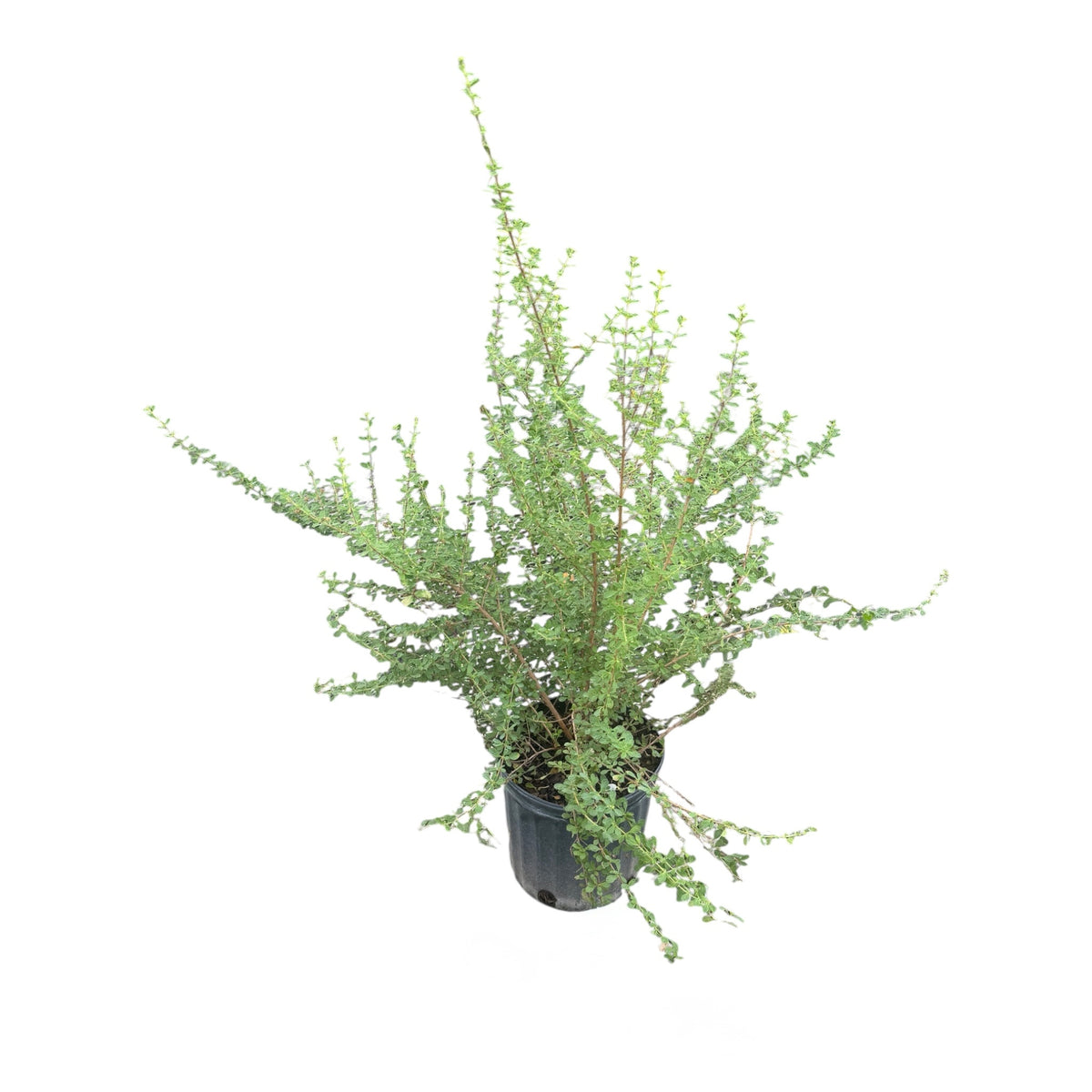 Thin Leaf Oregano Plant – Origanum vulgare | True Culinary Oregano Herb