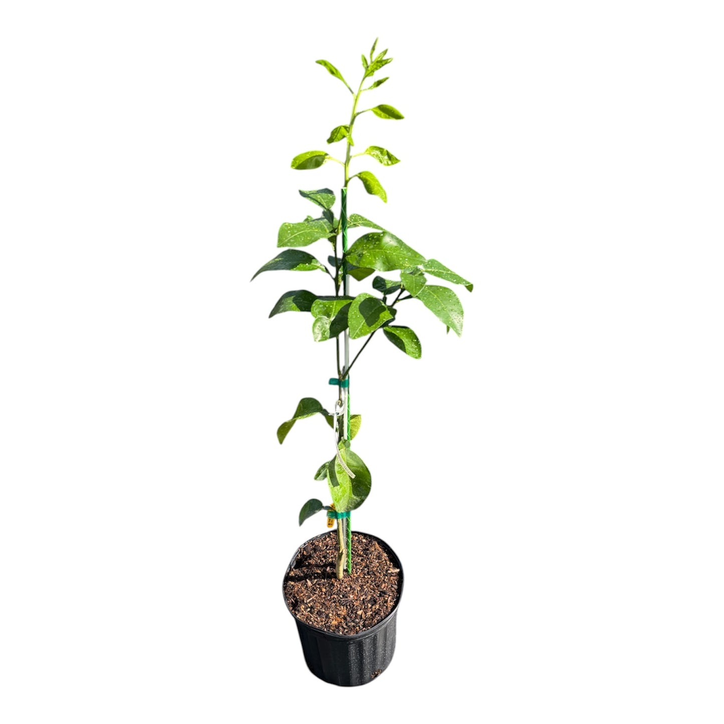 Ray Ruby Grape Fruit Tree Grafted