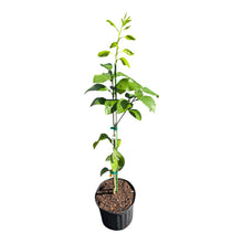 Ray Ruby Grape Fruit Tree Grafted