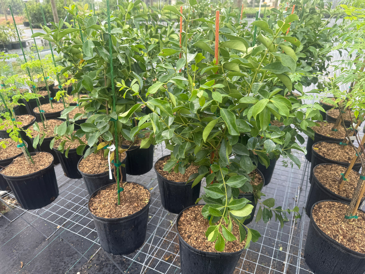 Red Strawberry Guava Tree