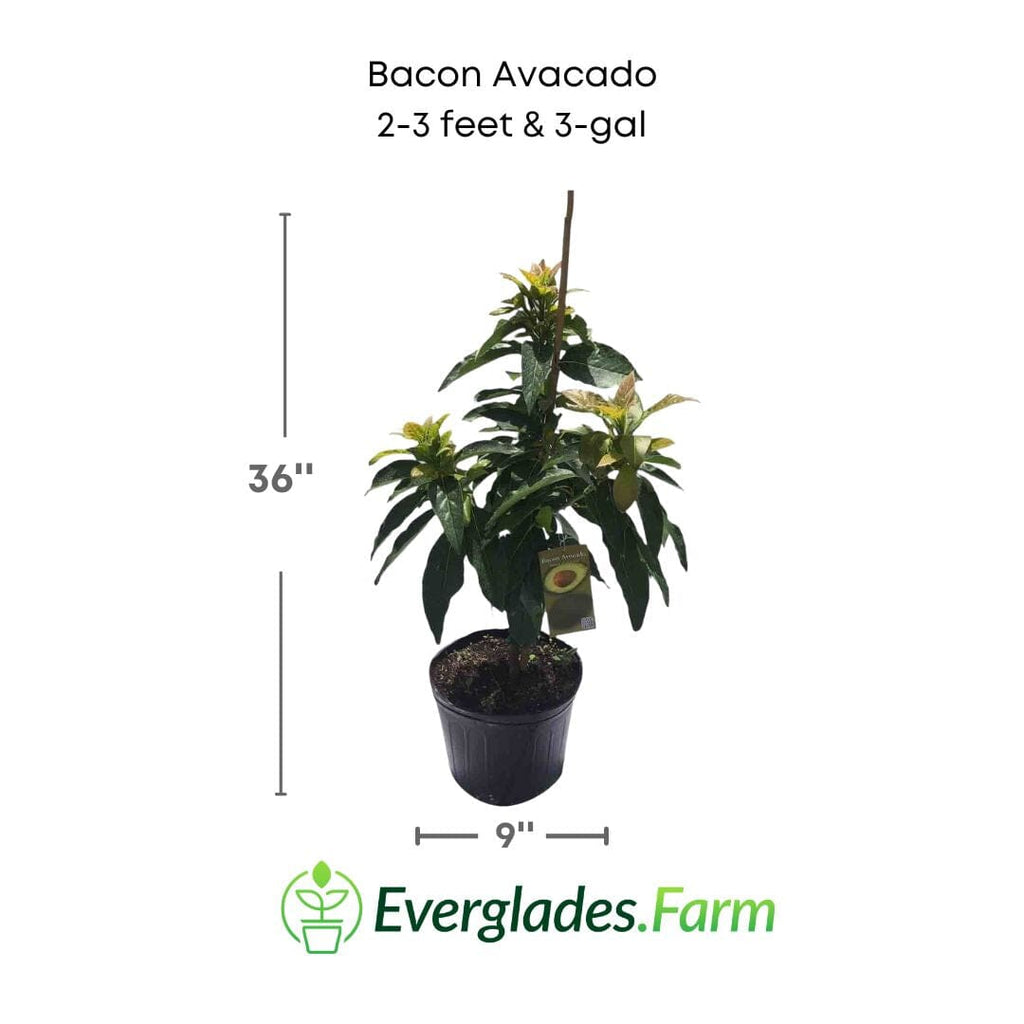 Bacon Avocado Tree, Semi-Cold Hardy, Grafted Fruit Trees 103-Pine Island Nursery 2-3 feet & 3-gal 