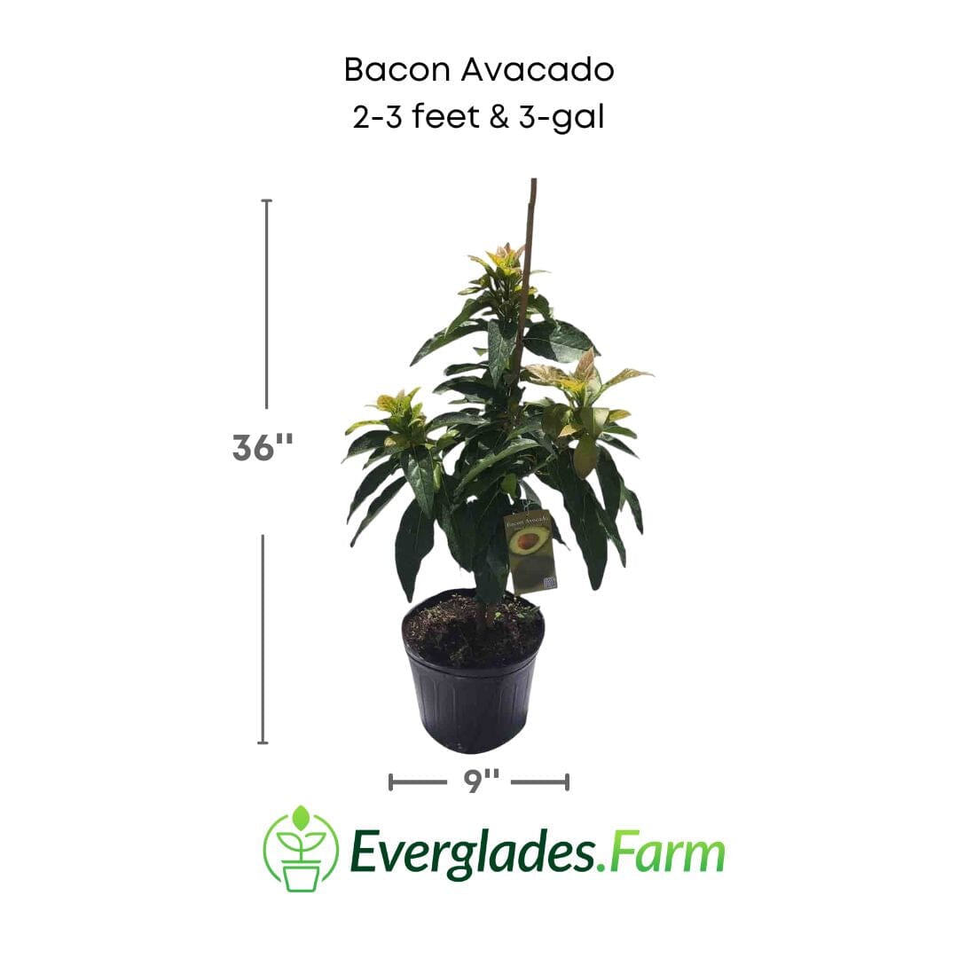 Bacon Avocado Tree, Semi-Cold Hardy, Grafted Fruit Trees 103-Pine Island Nursery 2-3 feet & 3-gal 