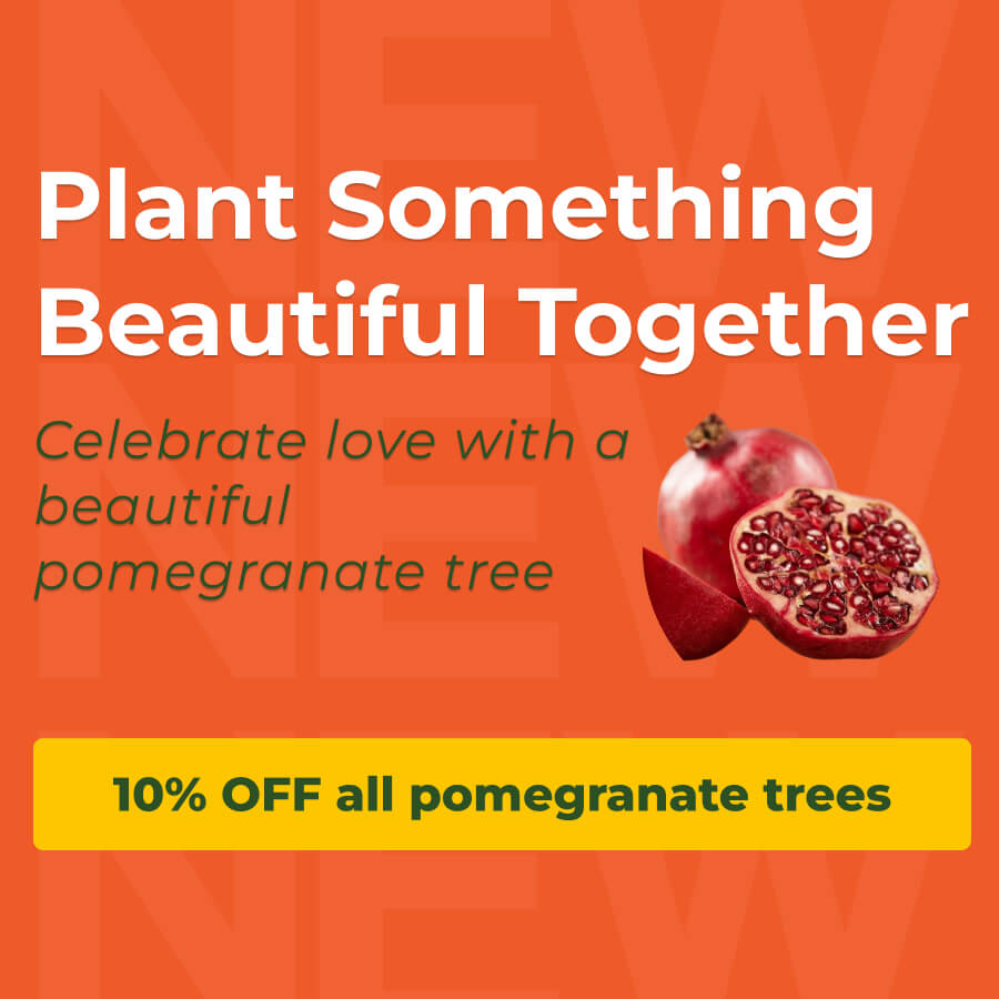 Pomegranate