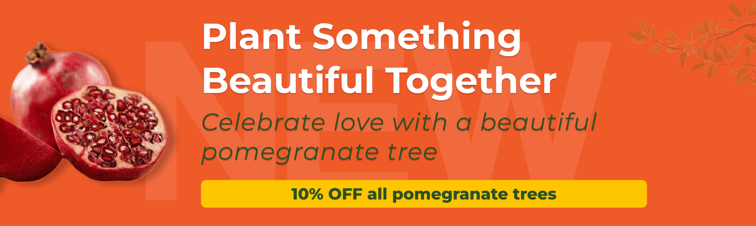 Enjoy our collection of pomegranate for year-round greenery.
